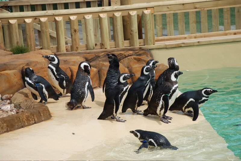 Image of Year 1 Proposed Visit - Blackpool Zoo